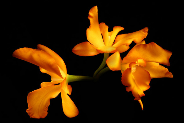 Radiant orchids : VIEW "FLOWER PORTRAIT" GALLERY : Fine Art Photography by Devadatta Best, photographic prints for sale, phone:  (310) 922-3025